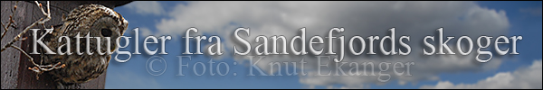 Kattugler fra Sandefjords skoger - Banner -  Foto: Knut Ekanger