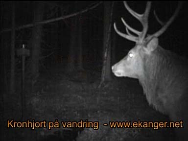 Kronhjort p vandring - Viltkamera video - www.ekanger.net