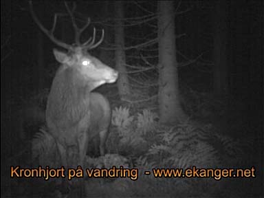 Kronhjort p vandring - Viltkamera video - www.ekanger.net