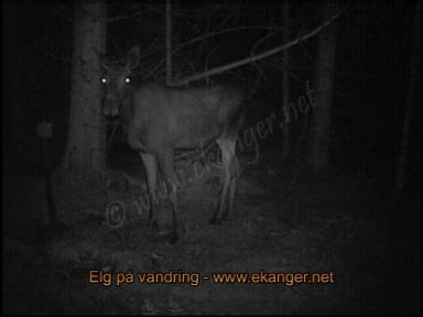 Elg p vandring - viltkamera - www.ekanger.net