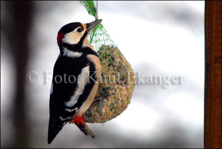 Flaggspett på meisebollen under fuglebrettet - en dag i Desember.   - © Foto: Knut Ekanger