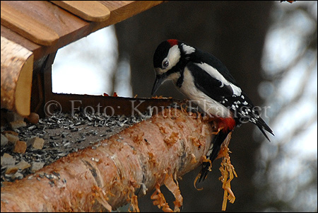 Flaggspett på fuglebrettet - en dag i April.   - © Foto: Knut Ekanger
