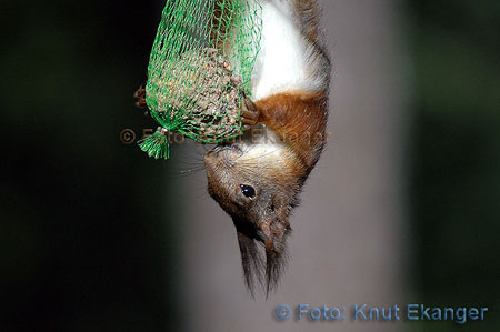 Ekorn er litt av en krabat, den henger gjerne opp-ned etter bakbena for å få en smak av meisebollen. Fotografiet er fra en dag sent i Mai.   - © Foto: Knut Ekanger