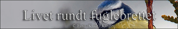 Livet rundt fuglebrettet - Banner - © Foto: Knut Ekanger