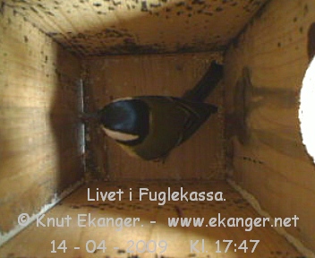 Kjttmeis. - Fuglekasse med kamera, flg med p livet i fuglekassa. -  Foto: Knut Ekanger