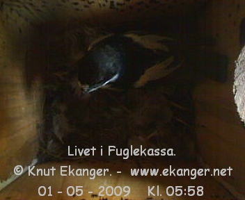 Fluesnapper. - Fuglekasse med kamera, flg med p livet i fuglekassa. -  Foto: Knut Ekanger