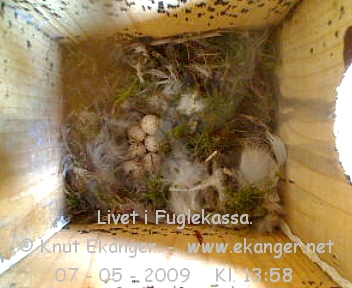 Blmeis egg. - Fuglekasse med kamera, flg med p livet i fuglekassa. -  Foto: Knut Ekanger