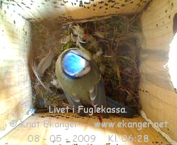 Blmeis. - Fuglekasse med kamera, flg med p livet i fuglekassa. -  Foto: Knut Ekanger