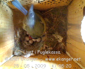 Blmeis. - Fuglekasse med kamera, flg med p livet i fuglekassa. -  Foto: Knut Ekanger