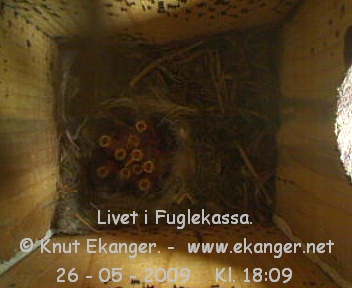 11 Blmeisunger i redet. - Fuglekasse med kamera, flg med p livet i fuglekassa. -  Foto: Knut Ekanger