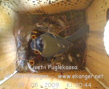 Blmeis med unger. - Fuglekasse med kamera, flg med p livet i fuglekassa. -  Foto: Knut Ekanger