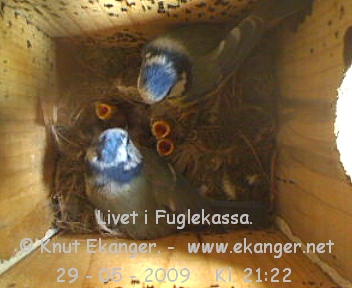 Blmeiser med unger. - Fuglekasse med kamera, flg med p livet i fuglekassa. -  Foto: Knut Ekanger