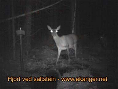 Hjort ved saltstein - Viltkamera video - www.ekanger.net