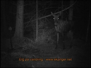 Elg på vandring - viltkamera - www.ekanger.net